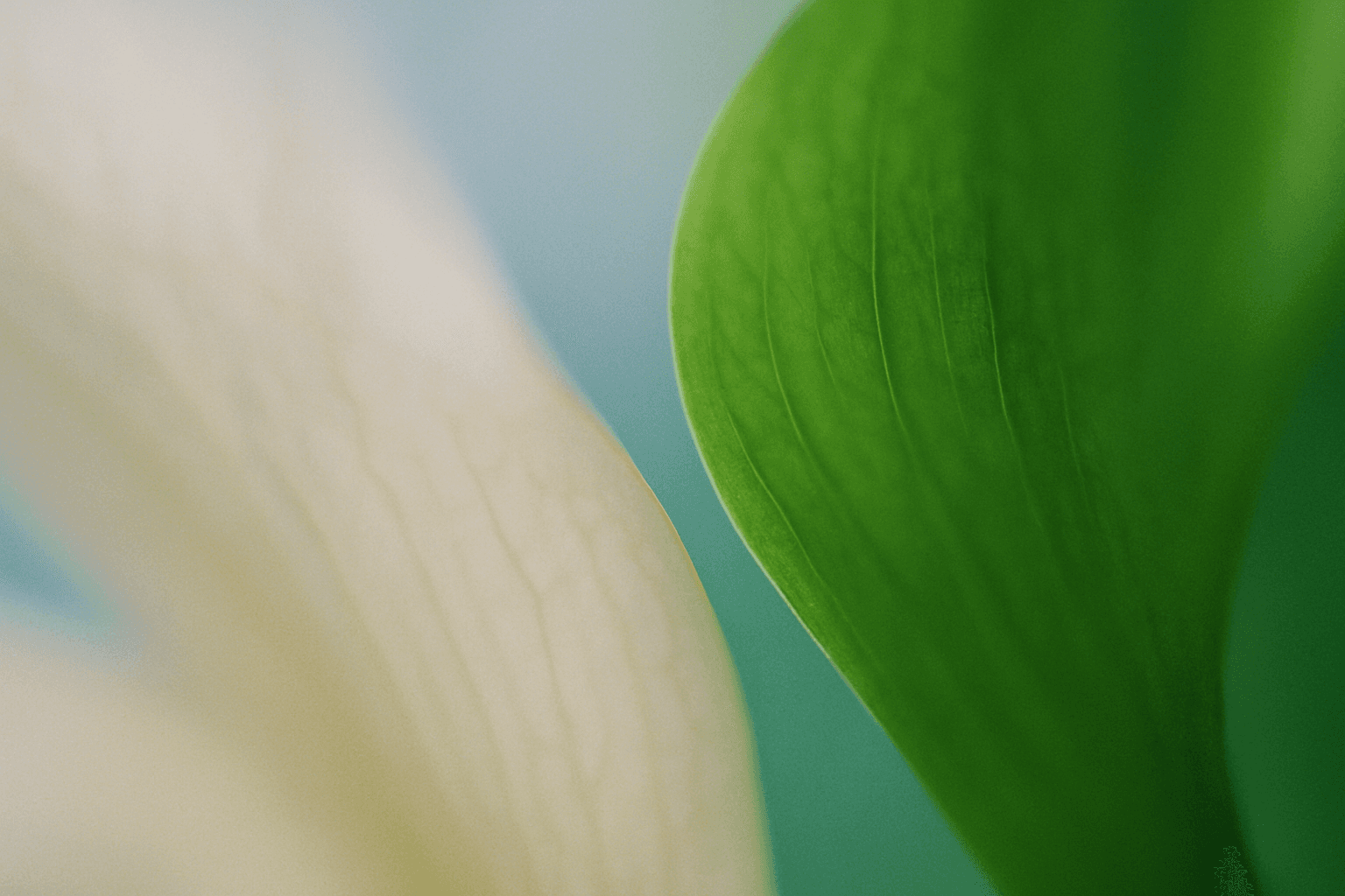 Soft-focus macro photograph abstract color composition — pale, hazy sky-blue and soft cream-white fading into a richly saturated grass green