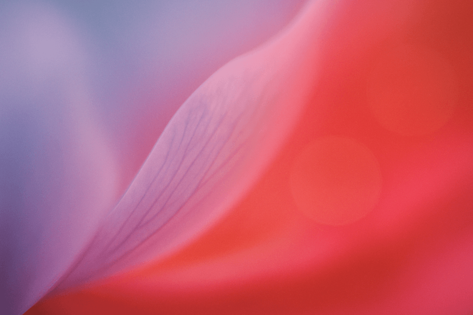 Soft-focus macro photograph abstract color composition — pale lavender-blue sky fading into richly saturated coral-red and hot pink