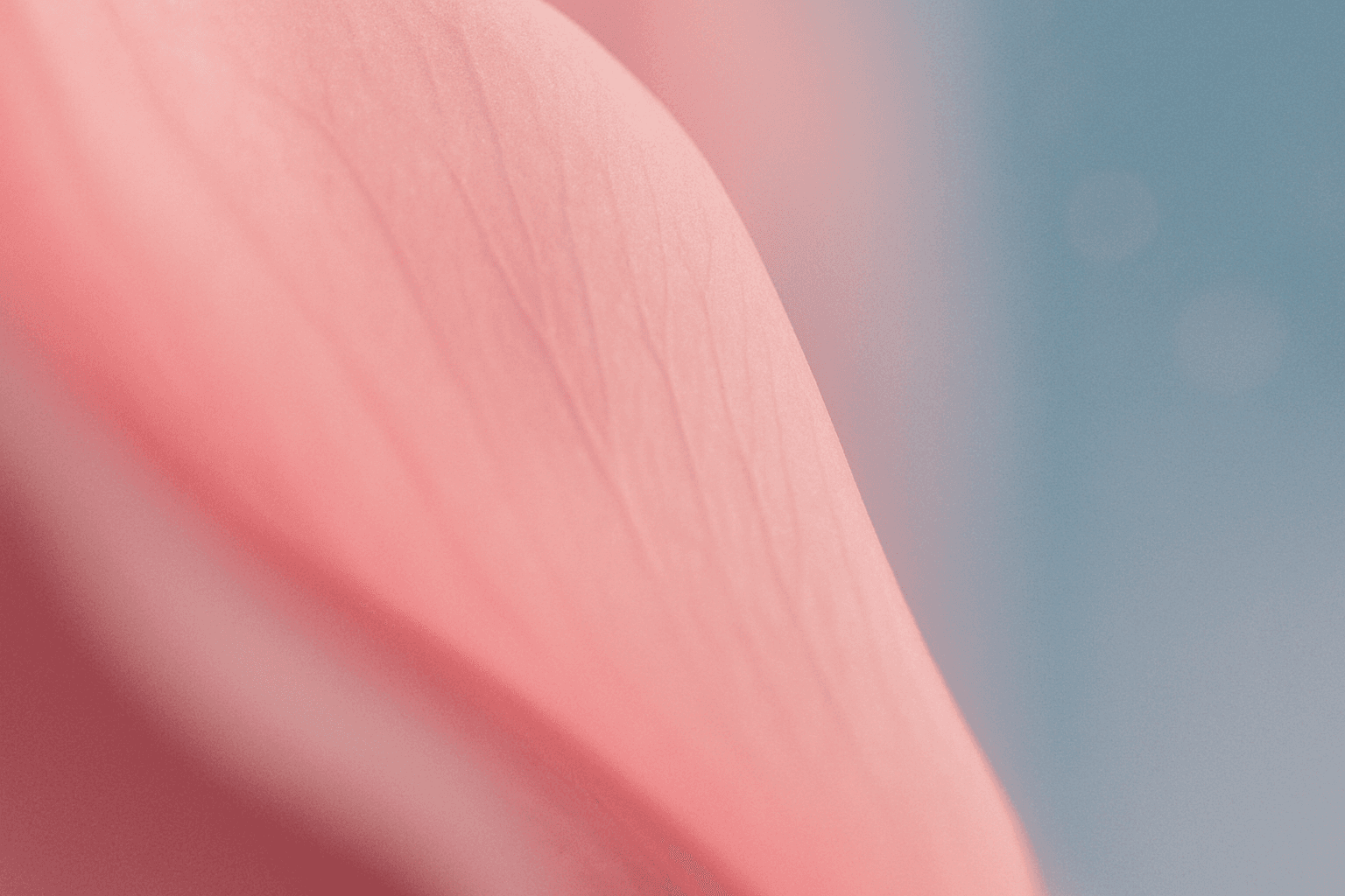 Soft-focus macro photograph abstract color composition — soft blush pink fading through pale white into a gentle, muted sky-blue