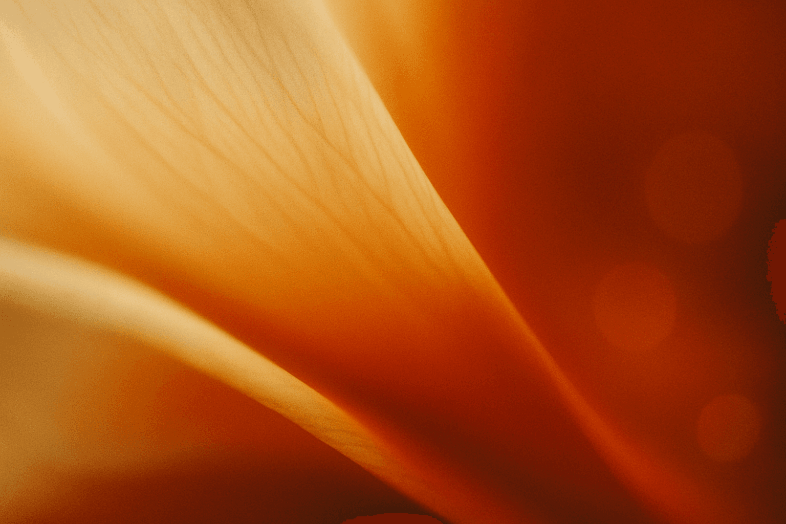 Soft-focus macro photograph abstract color composition — pale golden cream fading into a deep, saturated amber and burnt orange