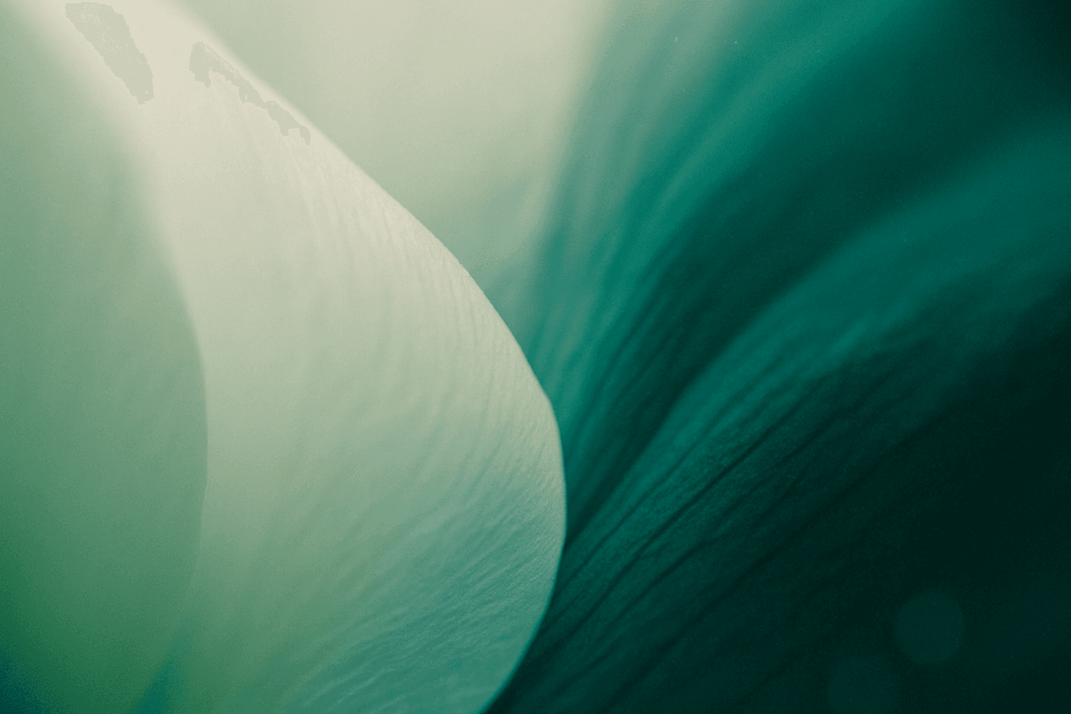 Soft-focus macro photograph abstract color composition — soft pale mint fading into a rich, saturated emerald and teal