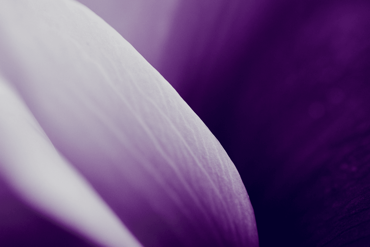 Soft-focus macro photograph abstract color composition — pale ice-white fading into a deep, saturated royal purple and magenta