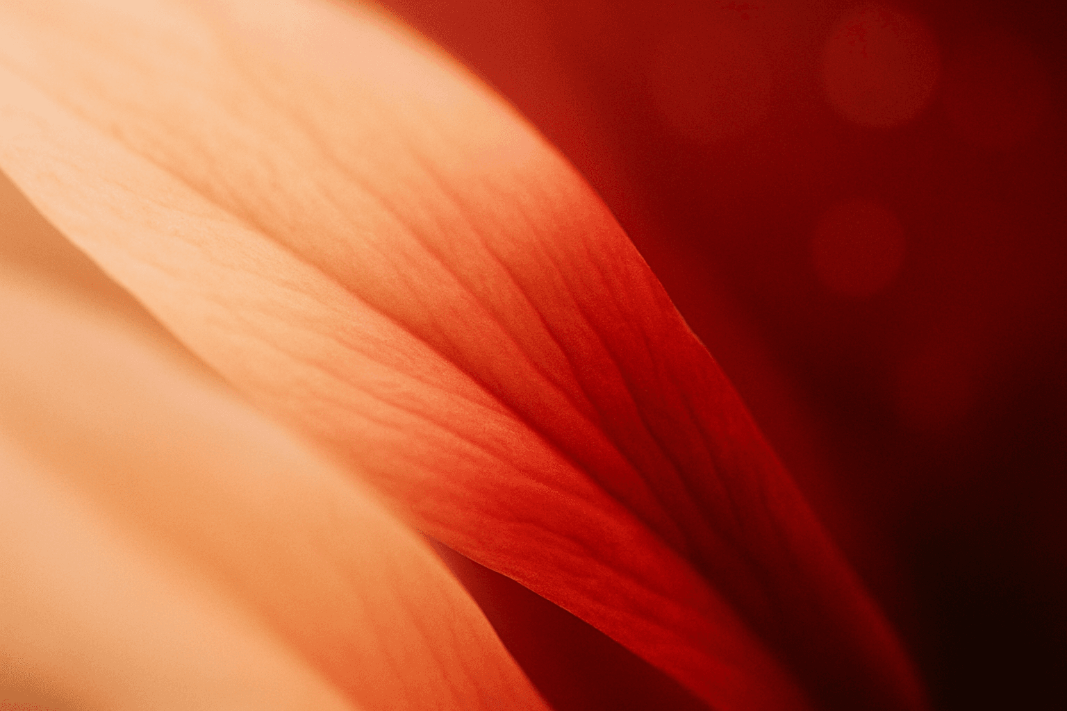 Soft-focus macro photograph abstract color composition — soft pale peach fading into a rich, saturated crimson and burgundy