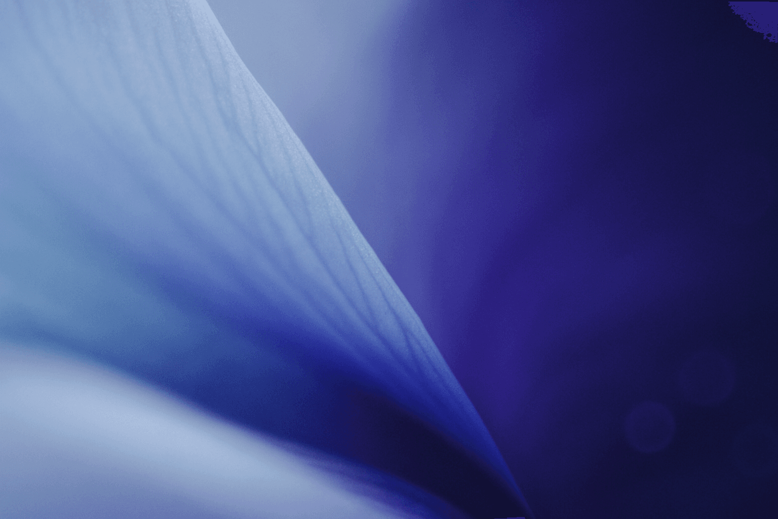 Soft-focus macro photograph abstract color composition — pale powder-blue fading into a deep, saturated indigo and violet