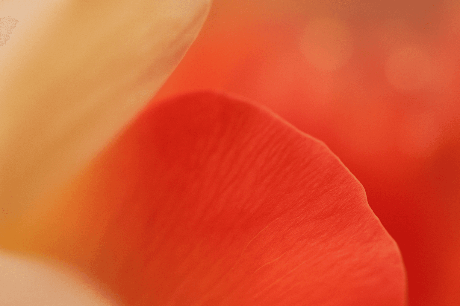 Soft-focus macro photograph abstract color composition — soft pale champagne fading into a rich, saturated rose and warm coral