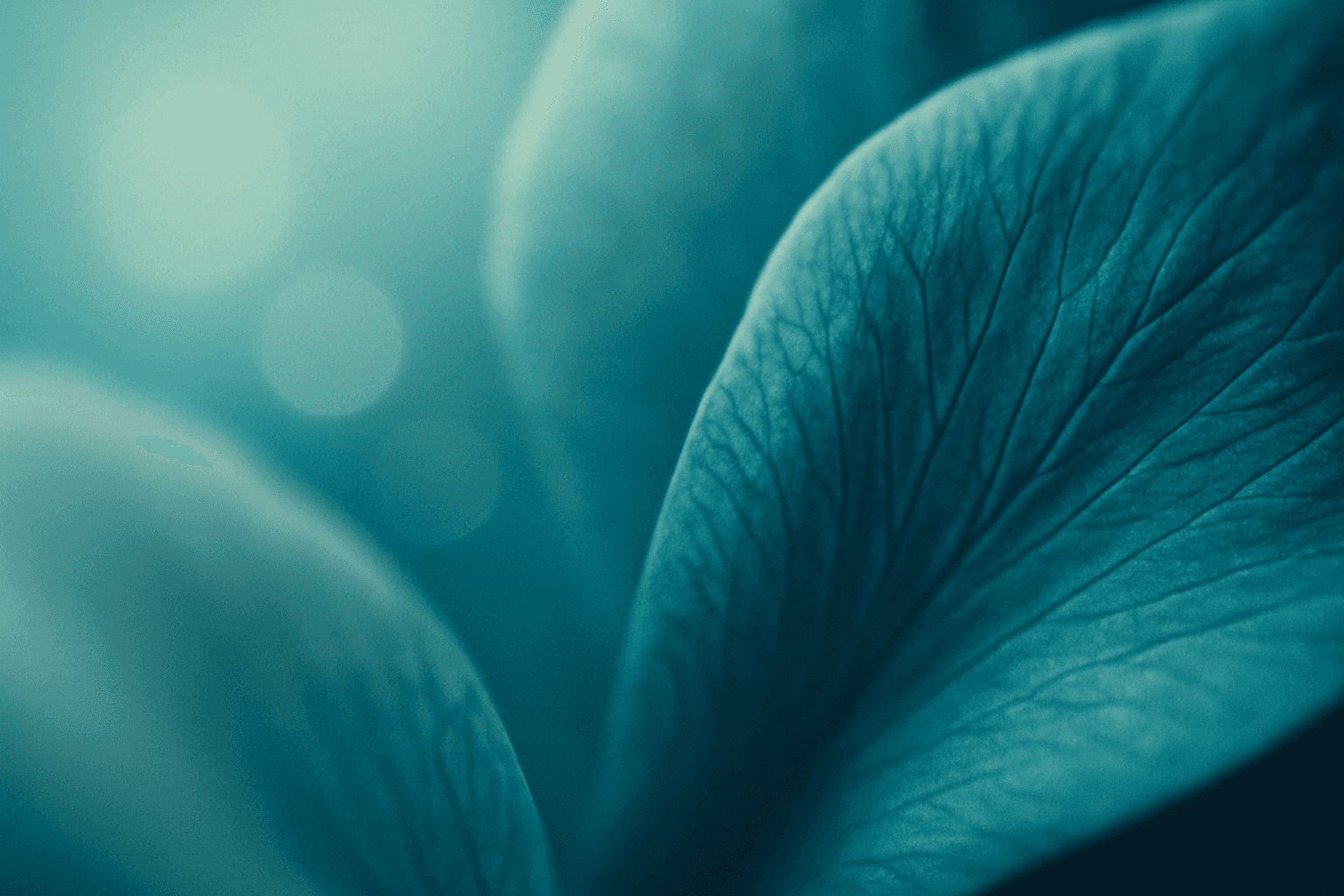 Soft-focus macro photograph abstract color composition — pale seafoam fading into a deep, saturated ocean teal and cobalt