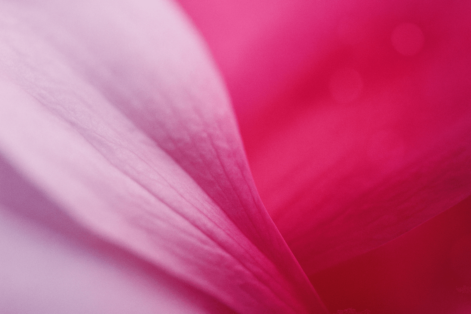 Soft-focus macro photograph abstract color composition — soft pale lilac fading into a vivid, saturated fuchsia and hot pink