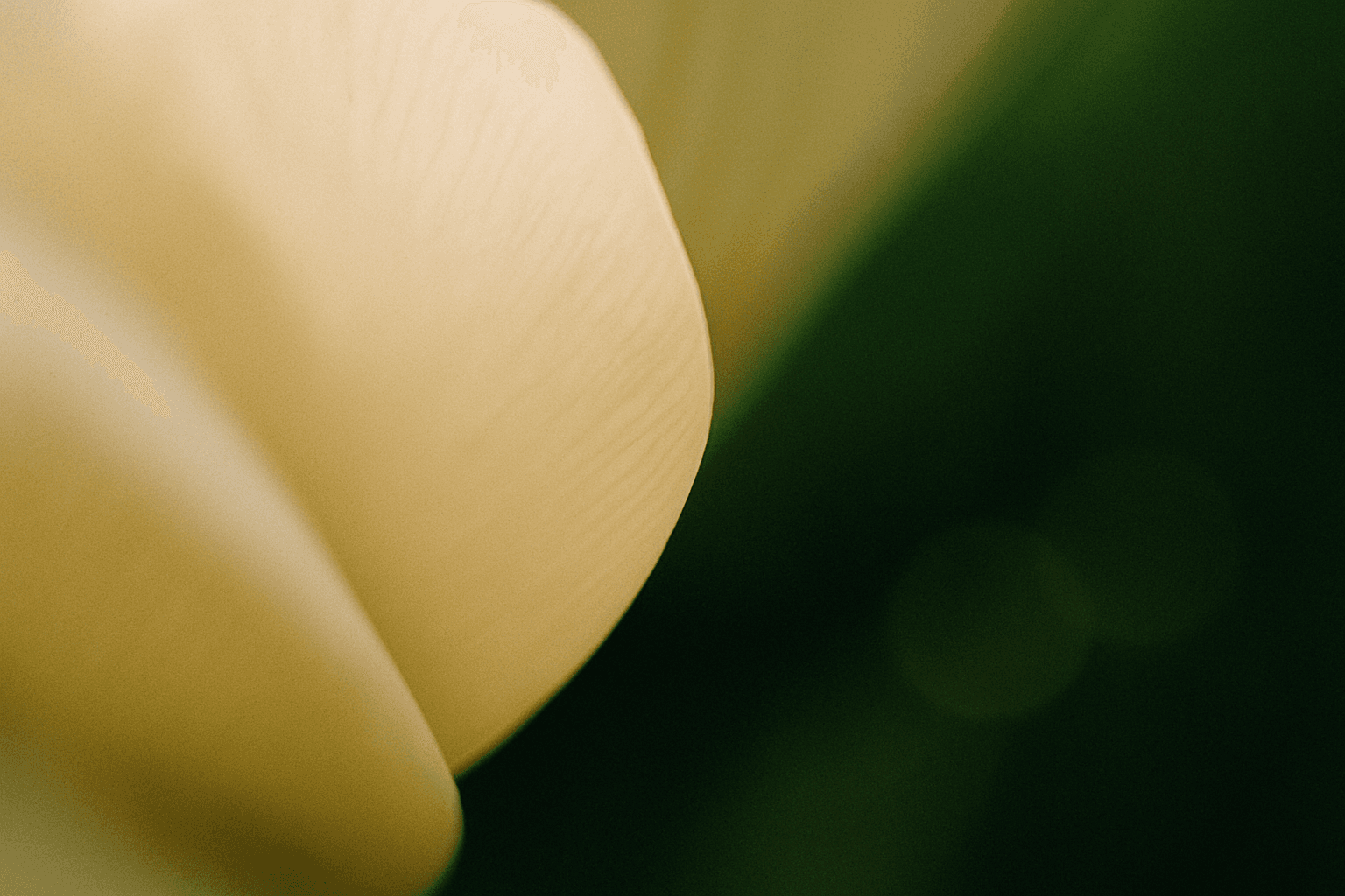 Soft-focus macro photograph abstract color composition — pale warm ivory fading into a deep, saturated forest green and olive
