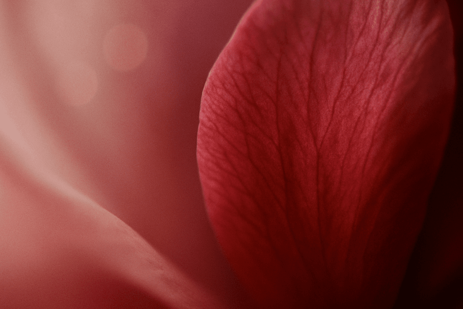 Soft-focus macro photograph abstract color composition — pale dusty rose fading into a rich, saturated plum and wine red