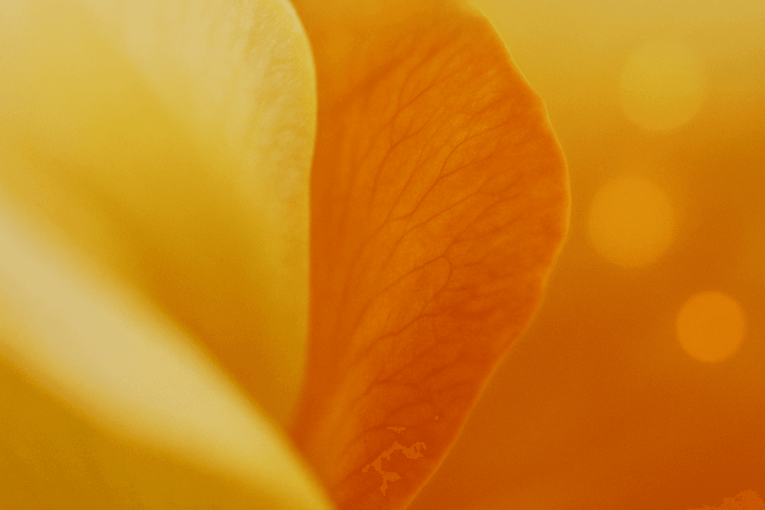Soft-focus macro photograph abstract color composition — soft pale butter-yellow fading into a deep, saturated marigold and rust