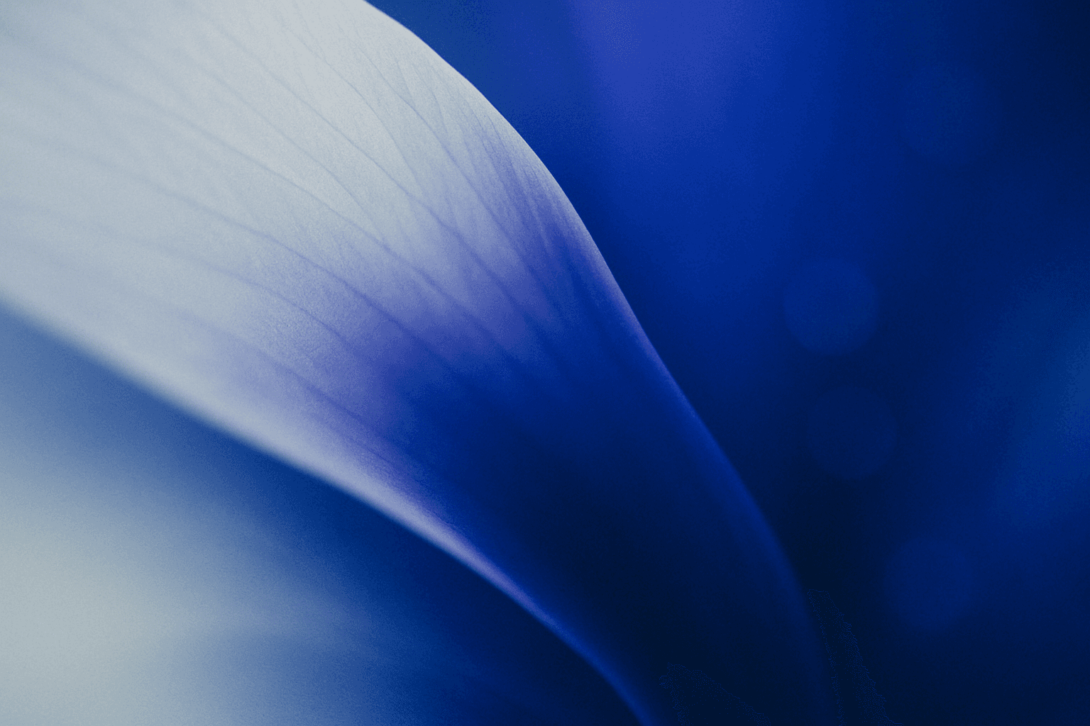 Soft-focus macro photograph abstract color composition — pale frost-white fading into a rich, saturated cobalt blue and violet