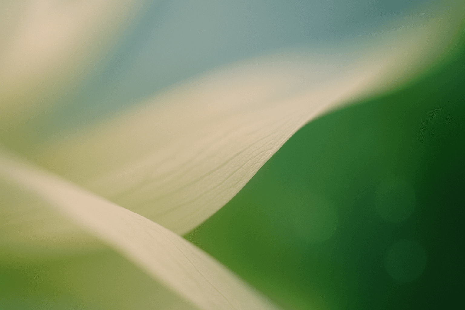 Soft-focus macro photograph abstract color composition — pale, hazy sky-blue and soft cream-white fading into a richly saturated grass green