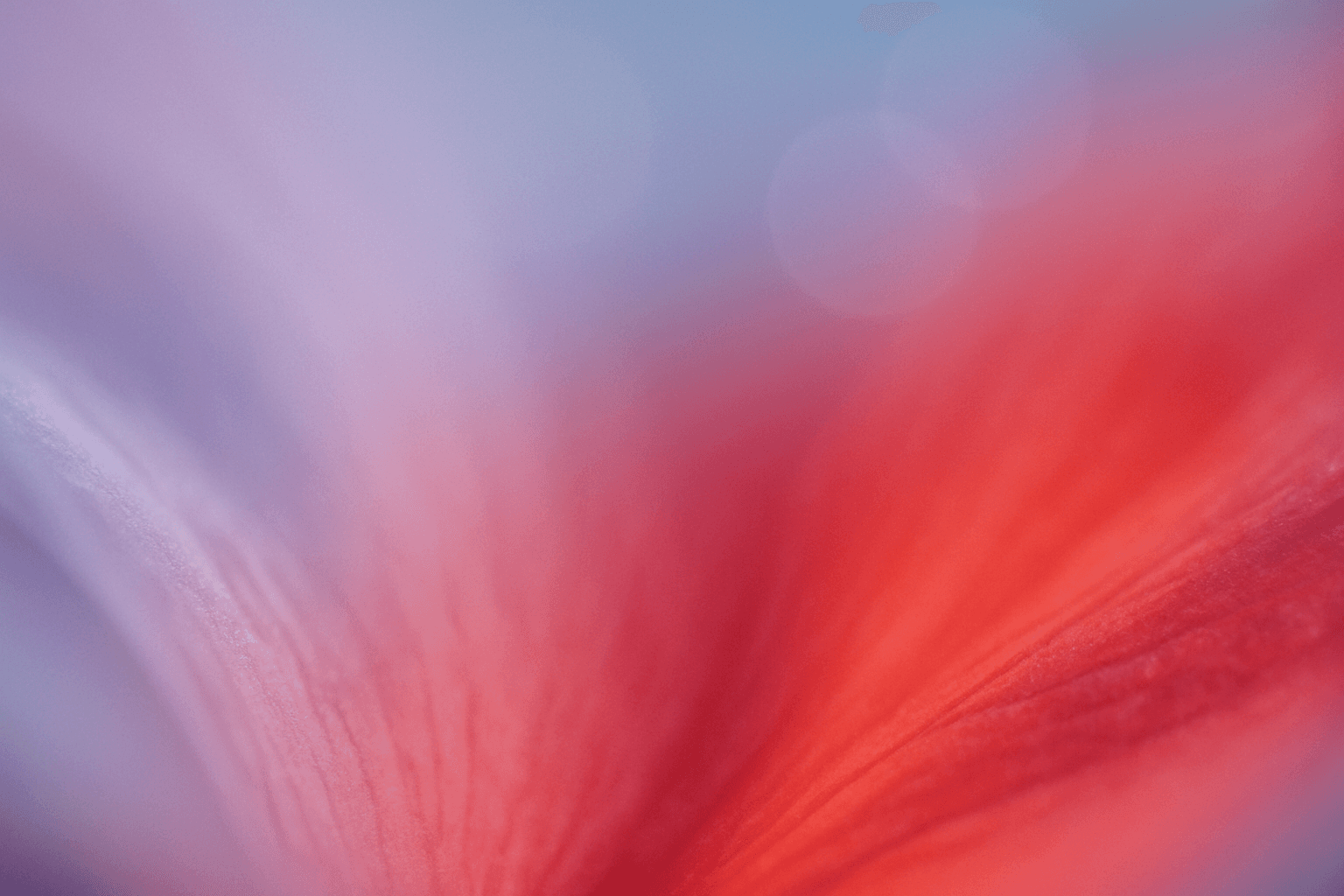 Soft-focus macro photograph abstract color composition — pale lavender-blue sky fading into richly saturated coral-red and hot pink