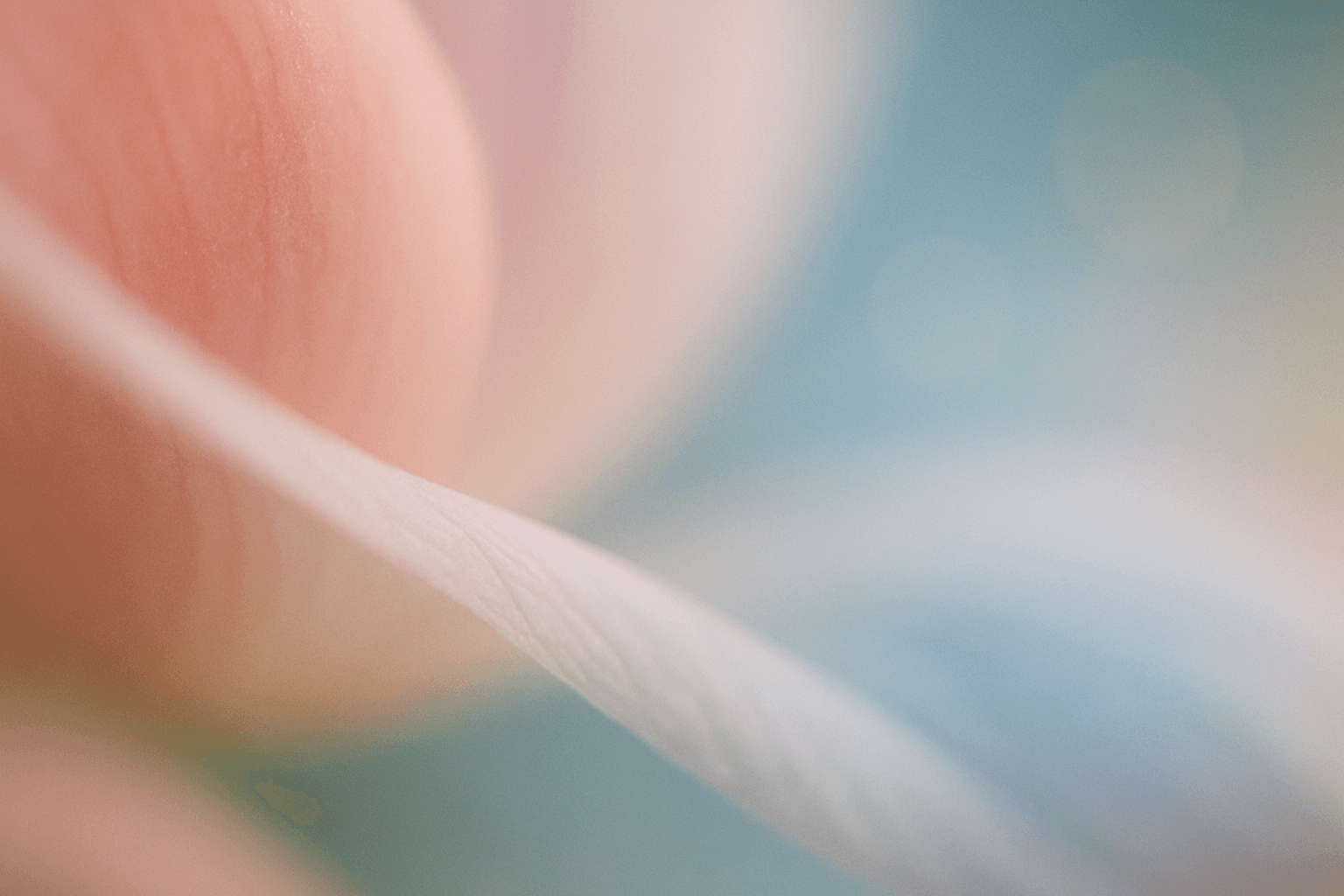 Soft-focus macro photograph abstract color composition — soft blush pink fading through pale white into a gentle, muted sky-blue