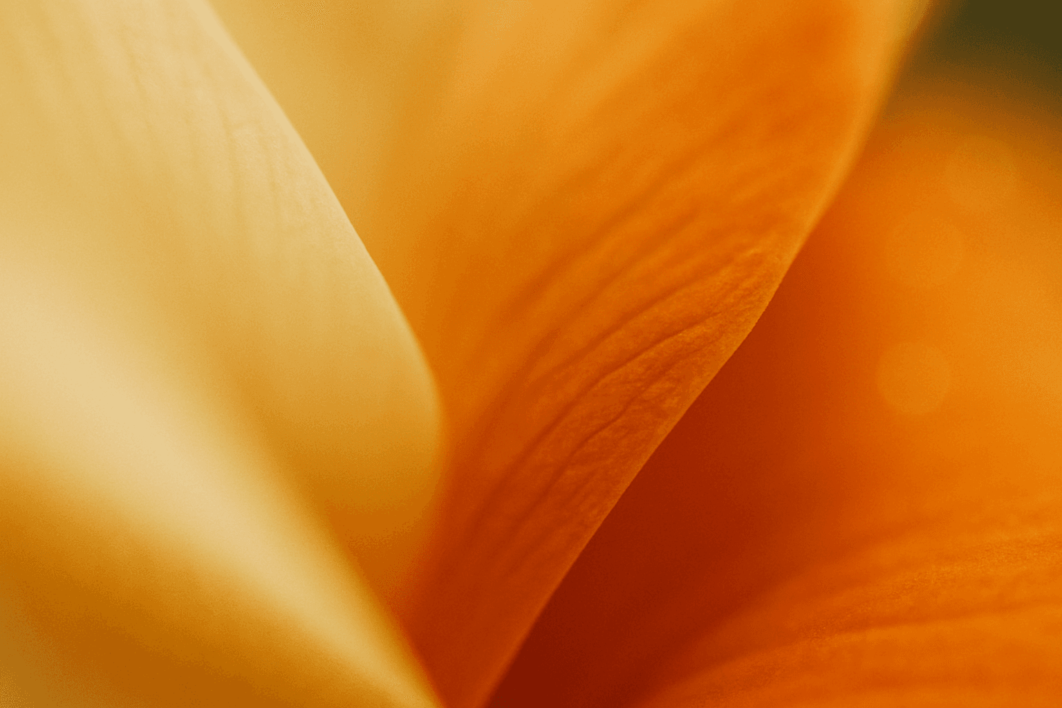 Soft-focus macro photograph abstract color composition — pale golden cream fading into a deep, saturated amber and burnt orange